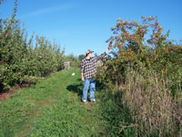 Apples-Pumpkins