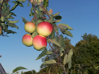 Apples-Pumpkins