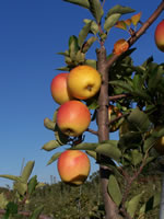 Apples-Pumpkins