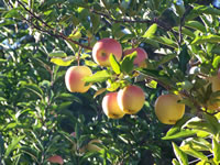 Apples-Pumpkins